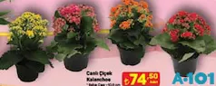 CANLI ÇİÇEK KALANCHOE CANLI ÇİÇEK KALANCHOE